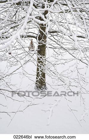 tree in winter View Large Photo Image Stock Image - tree in winter. Fotosearch