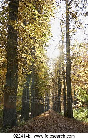 trees lining empty path in autumn View Large Photo Image Stock Image - trees lining empty path in autumn. Fotosearch