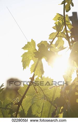 Stock Image - vine leafs in vineyard near Saint Tropez in France. Fotosearch