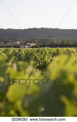 vineyard near Saint Tropez in France View Large Photo Image Stock Image - vineyard near Saint Tropez in France. Fotosearch