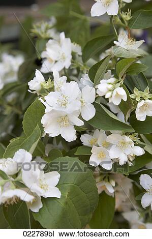 white flower blossoms View Large Photo Image Stock Image - white flower blossoms. Fotosearch
