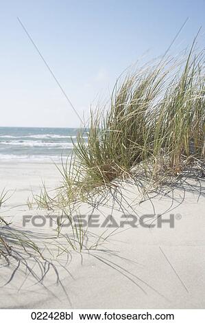windswept grass on sandy beach View Large Photo Image Stock Image - windswept grass on sandy beach. Fotosearch