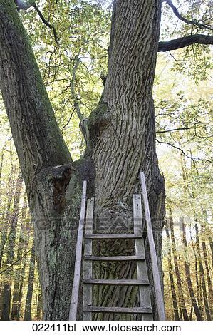 wooden ladder leaning against tree View Large Photo Image Stock Image - wooden ladder leaning against tree. Fotosearch