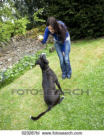 black dog waiting for ball to be thrown View Large Photo Image Stock Image - black dog waiting for ball to be thrown. Fotosearch