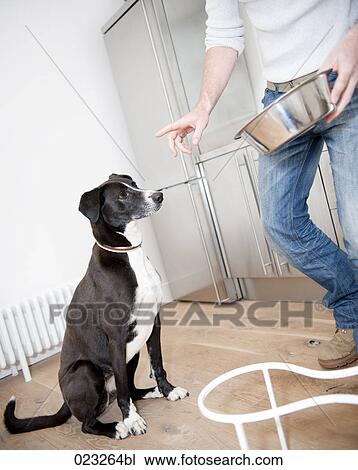 black dog waiting to be fed View Large Photo Image Stock Image - black dog waiting to be fed. Fotosearch