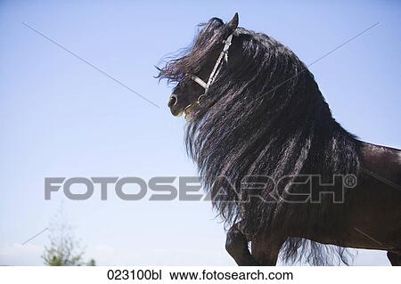 black horse with long mane View Large Photo Image Stock Image - black horse with long mane. Fotosearch