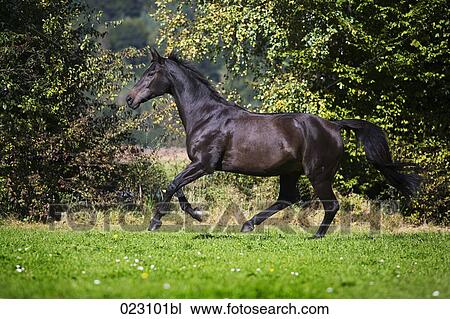 brown horse running on meadow View Large Photo Image Stock Image - brown horse running on meadow. Fotosearch