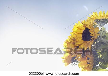 bunch of sunflowers against blue sky View Large Photo Image Stock Image - bunch of sunflowers against blue sky. Fotosearch