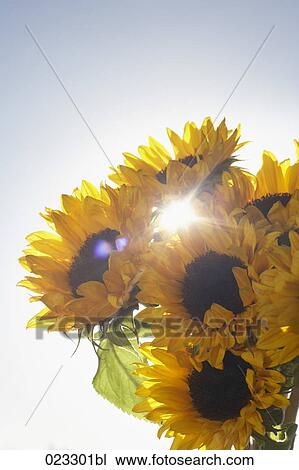bunch of sunflowers against blue sky View Large Photo Image Stock Image - bunch of sunflowers against blue sky. Fotosearch