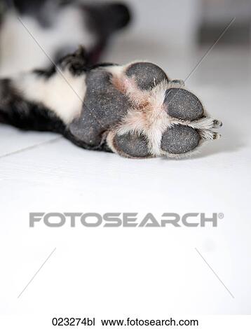 close-up of dog´s paw View Large Photo Image Stock Image - close-up of dog´s paw. Fotosearch