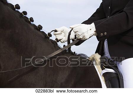 close-up of dressage horse with rider View Large Photo Image Stock Image - close-up of dressage horse with rider. Fotosearch