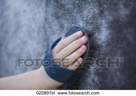 close-up of young girl brushing white horse View Large Photo Image Stock Image - close-up of young girl brushing white horse. Fotosearch