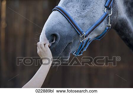 close-up of young girl touching white horse View Large Photo Image Stock Image - close-up of young girl touching white horse. Fotosearch