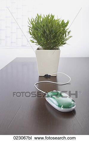 computer mouse and potted plant on table View Large Photo Image Stock Image - computer mouse and potted plant on table. Fotosearch