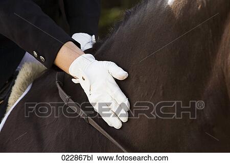 detail of dressage rider stroking horse View Large Photo Image Stock Image - detail of dressage rider stroking horse. Fotosearch
