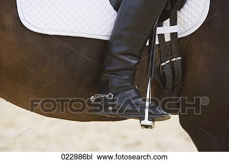 detail of female dressage rider on horse View Large Photo Image Stock Image - detail of female dressage rider on horse. Fotosearch