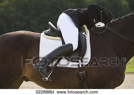 detail of female dressage rider on horse View Large Photo Image Stock Image - detail of female dressage rider on horse. Fotosearch