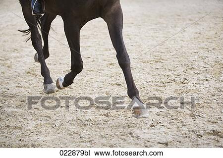 detail of horse doing dressage exercise View Large Photo Image Stock Image - detail of horse doing dressage exercise. Fotosearch