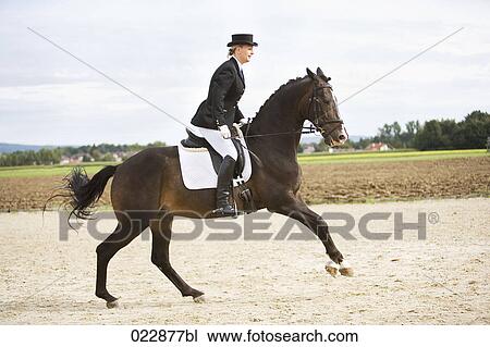female dressage rider exercising View Large Photo Image Stock Image - female dressage rider exercising. Fotosearch