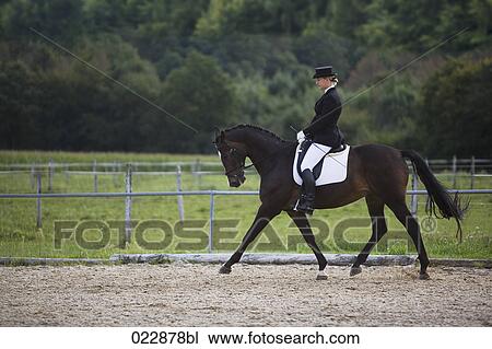 female dressage rider exercising View Large Photo Image Stock Image - female dressage rider exercising. Fotosearch