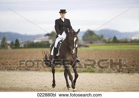 female dressage rider exercising View Large Photo Image Stock Image - female dressage rider exercising. Fotosearch