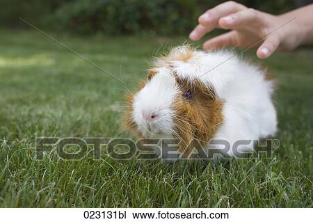guinea pig View Large Photo Image Stock Image - guinea pig. Fotosearch