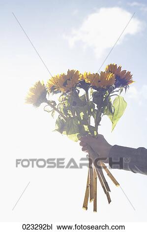Stock Image - hand holding bunch of sunflowers. Fotosearch