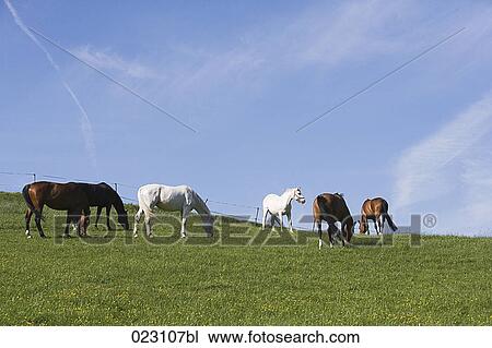 herd of horses on meadow View Large Photo Image Stock Image - herd of horses on meadow. Fotosearch