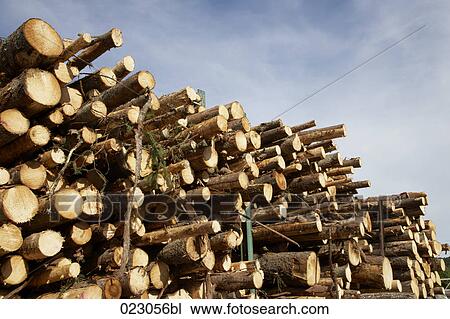 pile of wood logs View Large Photo Image Stock Image - pile of wood logs. Fotosearch
