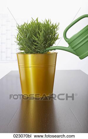 Stock Image - plant in goden bucket and watering can on table. Fotosearch
