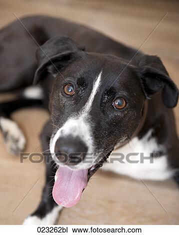 portrait of black dog View Large Photo Image Stock Image - portrait of black dog. Fotosearch