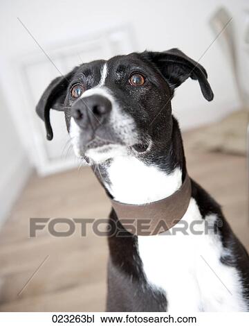 portrait of black dog View Large Photo Image Stock Image - portrait of black dog. Fotosearch