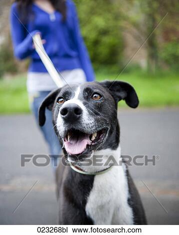 portrait of black dog walking on leash View Large Photo Image Stock Image - portrait of black dog walking on leash. Fotosearch