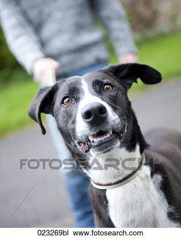 portrait of black dog walking on leash View Large Photo Image Stock Image - portrait of black dog walking on leash. Fotosearch