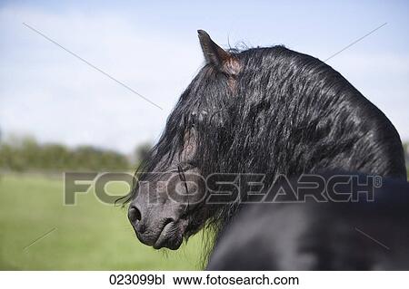 portrait of black horse with long mane View Large Photo Image Stock Image - portrait of black horse with long mane. Fotosearch
