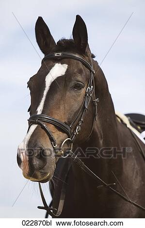portrait of brown horse View Large Photo Image Stock Image - portrait of brown horse. Fotosearch