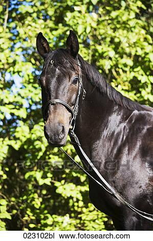 portrait of brown horse View Large Photo Image Stock Image - portrait of brown horse. Fotosearch