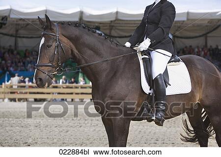 Stock Image - portrait of dressage horse and female rider. Fotosearch