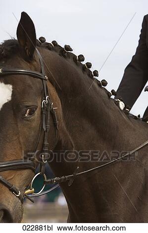 portrait of dressage horse View Large Photo Image Stock Image - portrait of dressage horse. Fotosearch