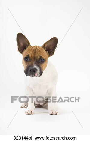 portrait of mongrel puppy View Large Photo Image Stock Image - portrait of mongrel puppy. Fotosearch
