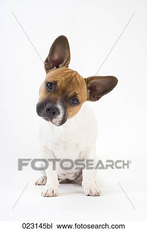 portrait of mongrel puppy View Large Photo Image Stock Image - portrait of mongrel puppy. Fotosearch