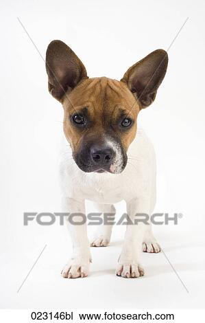 portrait of mongrel puppy View Large Photo Image Stock Image - portrait of mongrel puppy. Fotosearch