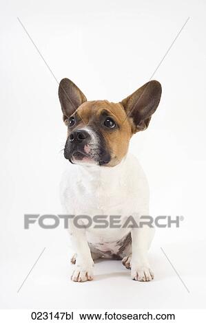 portrait of mongrel puppy View Large Photo Image Stock Image - portrait of mongrel puppy. Fotosearch
