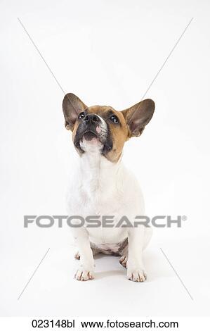 portrait of mongrel puppy View Large Photo Image Stock Image - portrait of mongrel puppy. Fotosearch