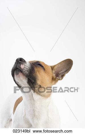 portrait of mongrel puppy View Large Photo Image Stock Image - portrait of mongrel puppy. Fotosearch
