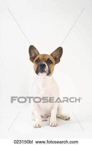portrait of mongrel puppy View Large Photo Image Stock Image - portrait of mongrel puppy. Fotosearch
