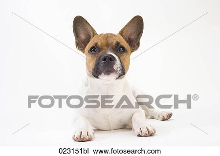 portrait of mongrel puppy View Large Photo Image Stock Image - portrait of mongrel puppy. Fotosearch