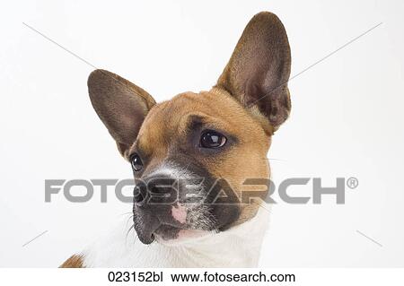 portrait of mongrel puppy View Large Photo Image Stock Image - portrait of mongrel puppy. Fotosearch