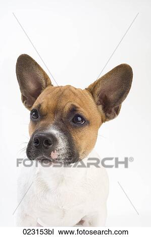 Stock Image - portrait of mongrel puppy. Fotosearch