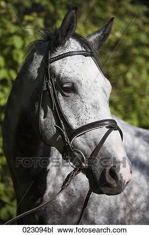 portrait of white horse View Large Photo Image Stock Image - portrait of white horse. Fotosearch